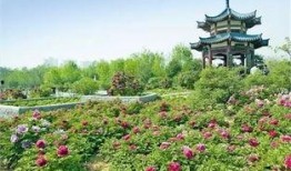 洛阳植物园爆料视频,探秘植物王国，自然之美尽收眼底